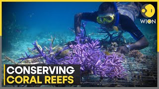 Conserving coral reefs Landbased farms helping restoration of coral reefs  WION [upl. by Apgar]