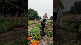 Minutowe sprzątanie dyniowej rabaty ogród ogrodnictwo timelapse gardening gardentips dynie [upl. by Eentrok]