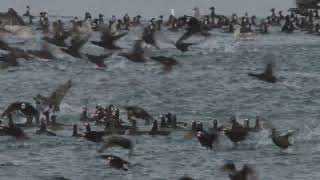 Surf Scoter Mayhem [upl. by Shaun]