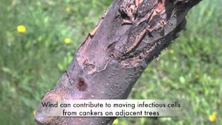 Fire blight and cankers [upl. by Otho]