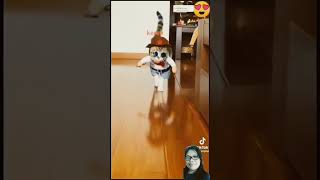 animals modeling showduet cat dog pets funny catlover catcomedy socute socu funnyanimal [upl. by Retsim333]