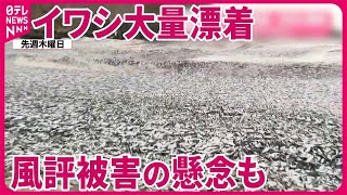 【イワシ大量漂着】回収難航で「重機」投入…風評被害の懸念も 北海道・函館 [upl. by Kurt787]