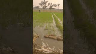 Natre natureenthusiast villagelife farming peacoak peacuful peackeeper nature peacfulllife [upl. by Ahcsropal]