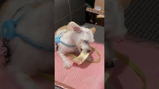 Greedy dog  Dog treats pig snouts😋😋😋dog morkie shorts dogshorts funny shortsvideo fypシ゚ [upl. by Clary]