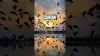 Quran Urdu Translation islamicvideo shortvideo viralvideo jannatulfirdaus trending youtube yt [upl. by Rochus]