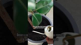 Dicas para Regar suas Plantas dicasdecultivo dicas dicasdejardinagem [upl. by Neillij]