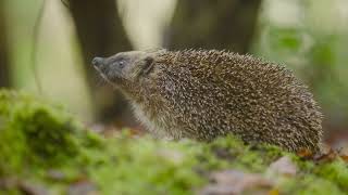 Sky Nature My Best Friends an Animal  TV Series  Hornbeam Wood Hedgehog Sanctuary [upl. by Susan]