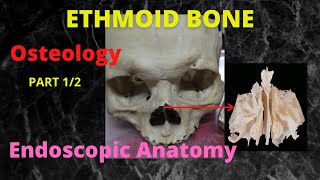 047 Ethmoid bone  Osteology amp Endoscopic Anatomy  Part 12 anatomylectures [upl. by Binah]