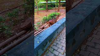 Vandalur zoo explore shortvideo vlogs travel harur love animals zooanimals [upl. by Nylasej443]