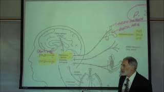 RESPIRATORY PHYSIOLOGY REGULATION OF BREATHING by Professor Fink [upl. by Yrffoeg]