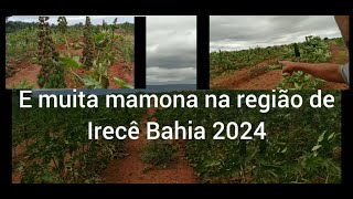 região de irece Bahia terá uma grande safra de Mamona vejam safra2024 mamona [upl. by Eimor664]