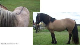 Highland Pony Information Video by MacCrimmon Stud [upl. by Derrik]