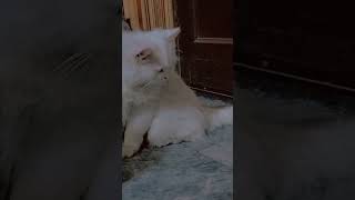 Alsa Ki tension 😅😅 pets shortsviral catvideos catfunny [upl. by Yeo]