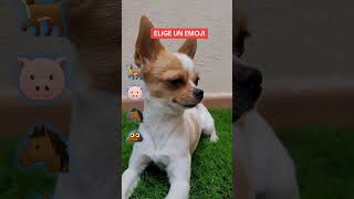 ⚠️NO DESLICES⚠️  chihuahua perros amigochihuahua [upl. by Odinevneib]