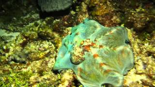 Caribbean Reef Octopus [upl. by Greenstein132]