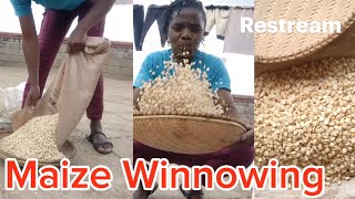 Maize Winnowing 🥰 [upl. by Air]