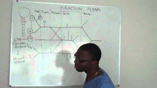 Brachial plexus made ridiculously simple PART 2 Lecture [upl. by Ahnavas584]