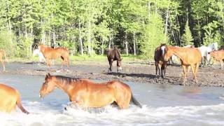 7D Ranch wrangles horses over the river [upl. by Whatley]