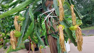 Dragon fruits after pollination [upl. by Boland]