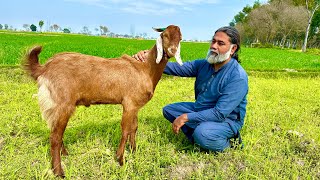 Full Goat Recipe  Rice Stuffed Full Goat Steam Recipe  Guests K Liye Banaya Full Bakra  Dum Pukht [upl. by Tiedeman551]