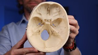 Labelled cranial foramina anatomy [upl. by Audrit568]