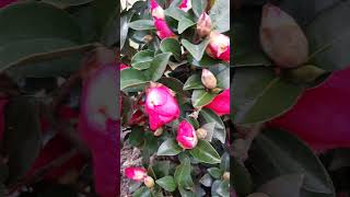 Camelia Japonica [upl. by Abramo]