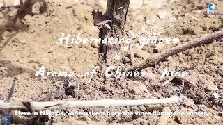 GLOBALink  Hibernating grapes in Ningxia amp Aroma of Chinese wine [upl. by Akinehs]