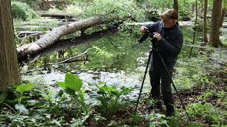 Creating Art in a Skunk Cabbage Swamp [upl. by Gaut]