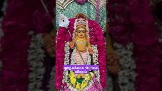 முருகர்காக 48 நாள் விரதம் mohanasundari6221 muruganwhatsappstatustamil lordmurugan shorts [upl. by Navis]