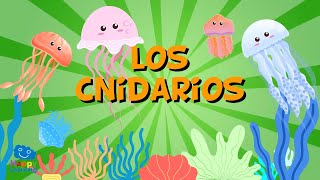 LOS CNIDARIOS unos invertebrados muy estrafalarios  Vídeos Educativos para Niños [upl. by Inacana]