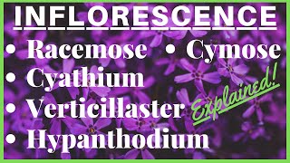 Racemose Cymose Cyathium Types of Inflorescence with Diagrams  Morphology of Flowering Plants [upl. by Thorvald34]