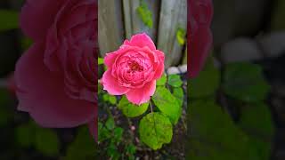 Princess Alexandra of Kent  David Austin Roses beautifulroses davidaustinroses englishroses [upl. by Areek770]