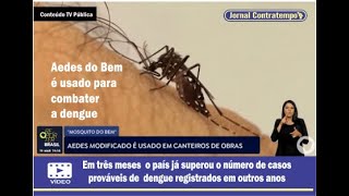 quotAedes do bemquot é usado para combater a dengue [upl. by Etnohs]