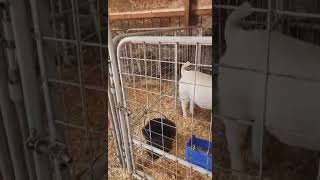 Boer Goat Nation  2M Boer Goats Barn Tour [upl. by Halimaj690]