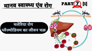 Life cycle of plasmodium। मलेरिया रोग। malaria। मानव स्वास्थ्य एवं रोग। malaria parasite। part 1 [upl. by Derwin]