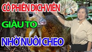 Cô Phiên Dịch Viên Giàu to Nhờ Nuôi Cheo Cheo Trại Cheo Giống Uy Tín Tại Đồng Nai [upl. by Eilitan895]