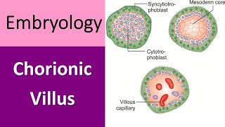 Chorionic Villus Explained A Quick Recap in Embryology [upl. by Etteniotna204]