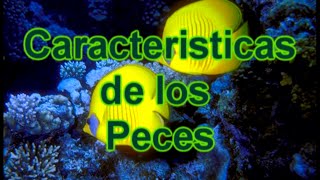 Los Peces  Características de los Peces  Documental de Biología [upl. by Iridis780]