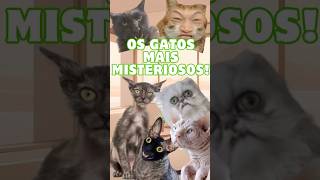 GATOS INACREDITÁVEIS CONHEÇA OS GATOS MAIS RAROS E ESQUISITOS  shorts gatos fyp [upl. by Suoivatra]