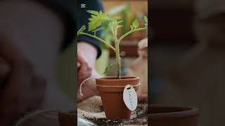 tomato  tree plant [upl. by Calvina]