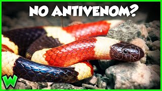 THIS is the Snake Bite to Worry About  The Coral Snake ft smetlogik [upl. by Giulia]