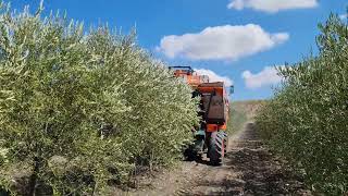 Raccolta meccanica in un oliveto superintensivo a 45 mesi dallimpianto in Sicilia [upl. by Wendi]