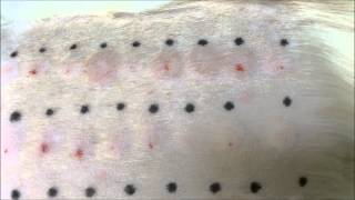 Intradermal Skin Testing at Dermvet Skin amp Ear Clinic Leicester [upl. by Eneles]