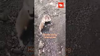 European Hamsters Defense Failed to Scare Humans shorts ytshorts youtubeshorts shortvideo [upl. by Nav729]