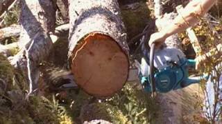 Makita 64cc Chainsaw First Cuts [upl. by Niawd]