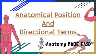 Anatomical Position And Directional Terms  Anatomy MADE EASY  Novice Medic [upl. by Mitinger]