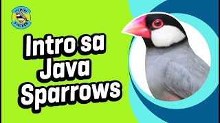 Shorts Intro sa Java Sparrows [upl. by Eyoj]