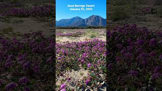 Desert Wildflower Bloom 2023  Anza Borrego [upl. by Annoirb]