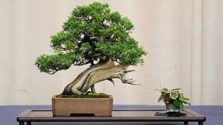 Beginner Bonsai Trees Recommended Plant List [upl. by Buffo807]