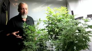 Spider Mite Control for Medical Marijuana Plants [upl. by Ninetta]